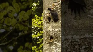 Miniature : Prenez le temps de vous arrêtez lors de balade et écoutez la nature qui vous entoure