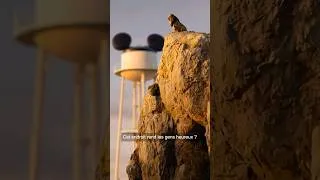Miniature : One Day Simba...