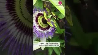 Miniature : Propriétés médicinales de la Passiflore 🌿#plantes  #santenaturelle #passiflore #santé #naturopathe