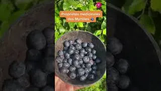 Miniature : Proprietes medicinales dé Myrtilles #plantes #bienfaits  #naturopathie #nature #remede #shorts