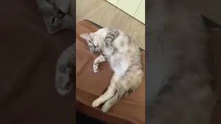 Miniature : Bébé Moon 🐱🐈 #cat #cats #catvideos #catshorts #catlife #catvideo
