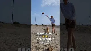 Miniature : Je préfère quand même papa... #goldenretriever #chien #dog #funny #shorts #viral