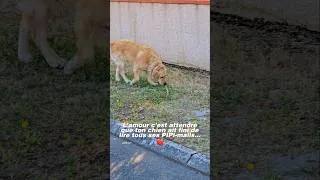 Miniature : Quand tu lis tes mails au retour des congés... #goldenretriever #funny #dog #shorts #cute