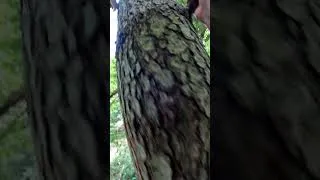 Miniature : Je grimpe Boby en POV... #drone #dji #adventure  #nature #treeclimbing #pov