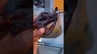 Miniature : 🛑 🛑Le Meilleur Poisson Fumé À Absolument Consommer En Afrique 🐟 #fish #fishing #africa