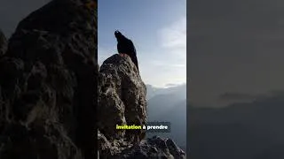 Miniature : Aigle ou Faucon  Le Signe Que Vous Attendez