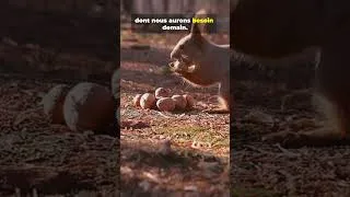 Miniature : Ce que l’Écureuil Veut Vous Dire Ce que l’Écureuil Veut Vous Dire