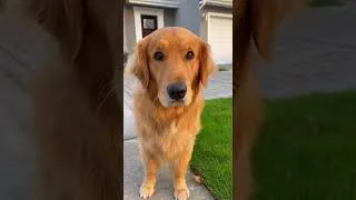 Miniature : Le chien fait une grimace dramatique en réalisant que la promenade est terminée #animaux