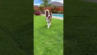 Miniature : Un chien qui court pour attraper une balle, mais qui rate son saut de façon hilarante #animaux