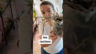 Miniature : Pas de rempotage depuis 3 ans 😱🫣 et ça se voit ! #orchidées