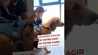Miniature : Comment réagir si votre animal a un coup de chaud ?