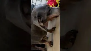 Miniature : Anniversaire de notre Petite Teckel Lilo 1 an #shorts #dog #teckel l