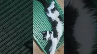 Miniature : chat trop mignon #chat #shorts