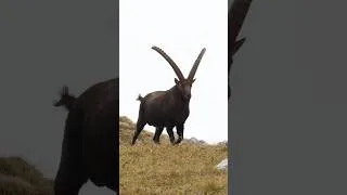 Miniature : Rencontres au royaume des bouquetins dans le Vercors