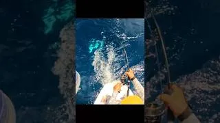 Miniature : Mais qu'est ce que c'est ? Marquises 2026. Julien SIGNORET #fishing #pêche