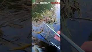 Miniature : Silure a la frog sur le Salagou