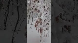 Miniature : marche avec moi au Canada 🤩 Lanaudière