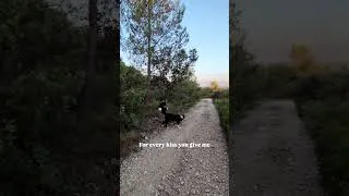 Miniature : Nature everyday 🌳🐶🐴🐦