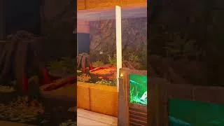 Miniature : La Tropicale House de Paleo Park Tanzania !✨