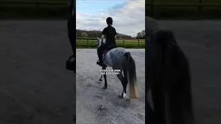 Miniature : 😌 #foryou #pourtoi #poney #equitation #chevalpassion #horse #cheval #trend #viral