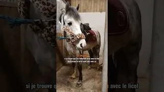 Miniature : On en parlera jamais assez😌#horse #equestrian #equitation #pony #edit #cheval #licol #poney #pourtoi