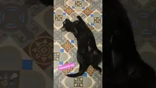 Miniature : lalala chat