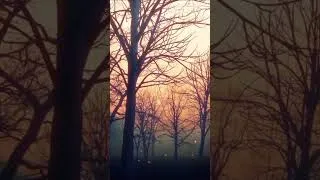 Miniature : Light 🌕 #edm #electronicmusic #electronic #foryou #for #viral #viralvideo #enjoy #joy #shorts #short