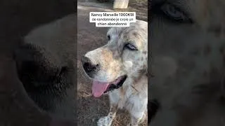 Miniature : NancyMarseille 1000 km de rando je vois un chien abandonné #fyp #nancy #marseille #randonnee #chien