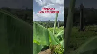 Miniature : Agriculture au cameroun +237 673301208