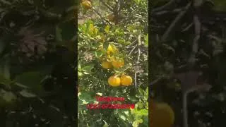 Miniature : Cultire des oranges au Burkina Fasso +237 673301208
