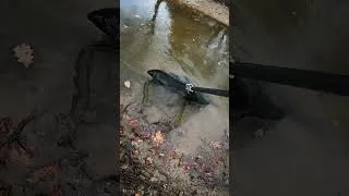 Miniature : Je sauve ce poisson ultra rare coincé dans ce canal !!!