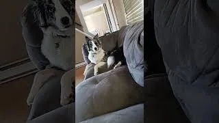 Miniature : save my dog. is broken