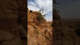 Miniature : Preservation du Pistachier de l'Atlas à Ain Sefra