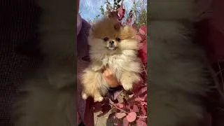 Miniature : Princess