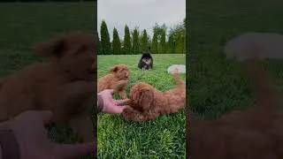 Miniature : Les plus beaux chiots !