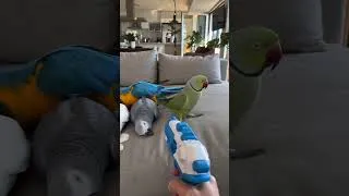 Miniature : Pew Pew 🤣🤣🤣🤣