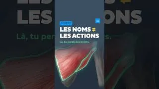 Miniature : Coiffe des rotateurs : SITS et leurs actions #anatomie #coiffedesrotateurs #epaule #medecine #kine