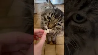 Miniature : Solution magique pour donner le traitement à mon chat