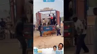 Miniature : cheikh betho thioune amoul mass
