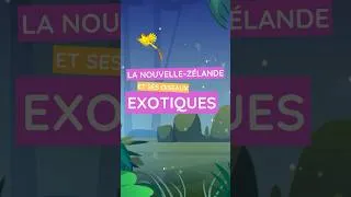 Miniature : Les drôles d’oiseaux de la Nouvelle-Zélande !
