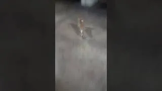Miniature : le chat aime la pâtée