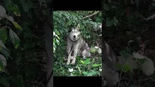 Miniature : ON profite un max 😉✌️🐺#nomad #nomade #youtube