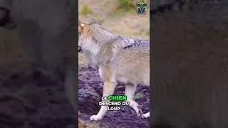 Miniature : Alimentation Chien & Chat : Le Mythe Sans Céréales Démoli #shorts