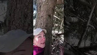 Miniature : Trouver du bois gras en forêt ! #kleliaevn #feu #forêt