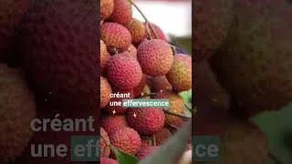 Miniature : 5 choses à savoir sur le letchi