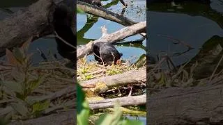 Miniature : Voyez-vous 🤗 le poussin? #foulquemacroule # #shortvideo
