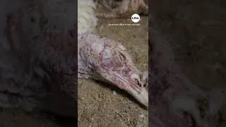 Miniature : Viande de dindes Carrefour Simpl : des conditions d'élevage extrêmes