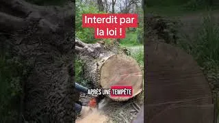 Miniature : Tronçonner un arbre tombé : Légal ou Vol ? #bois #arbres #arbre #foret #forêts #vol #crime #gendarme