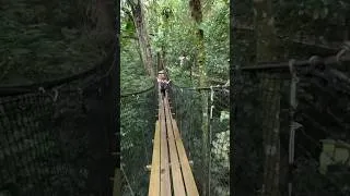 Miniature : Une Passerelle à 20m dans la Jungle !!