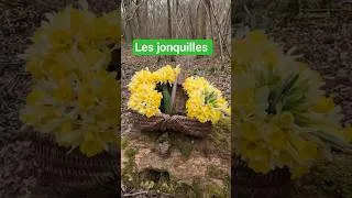 Miniature : Les Premières Jonquilles 2026